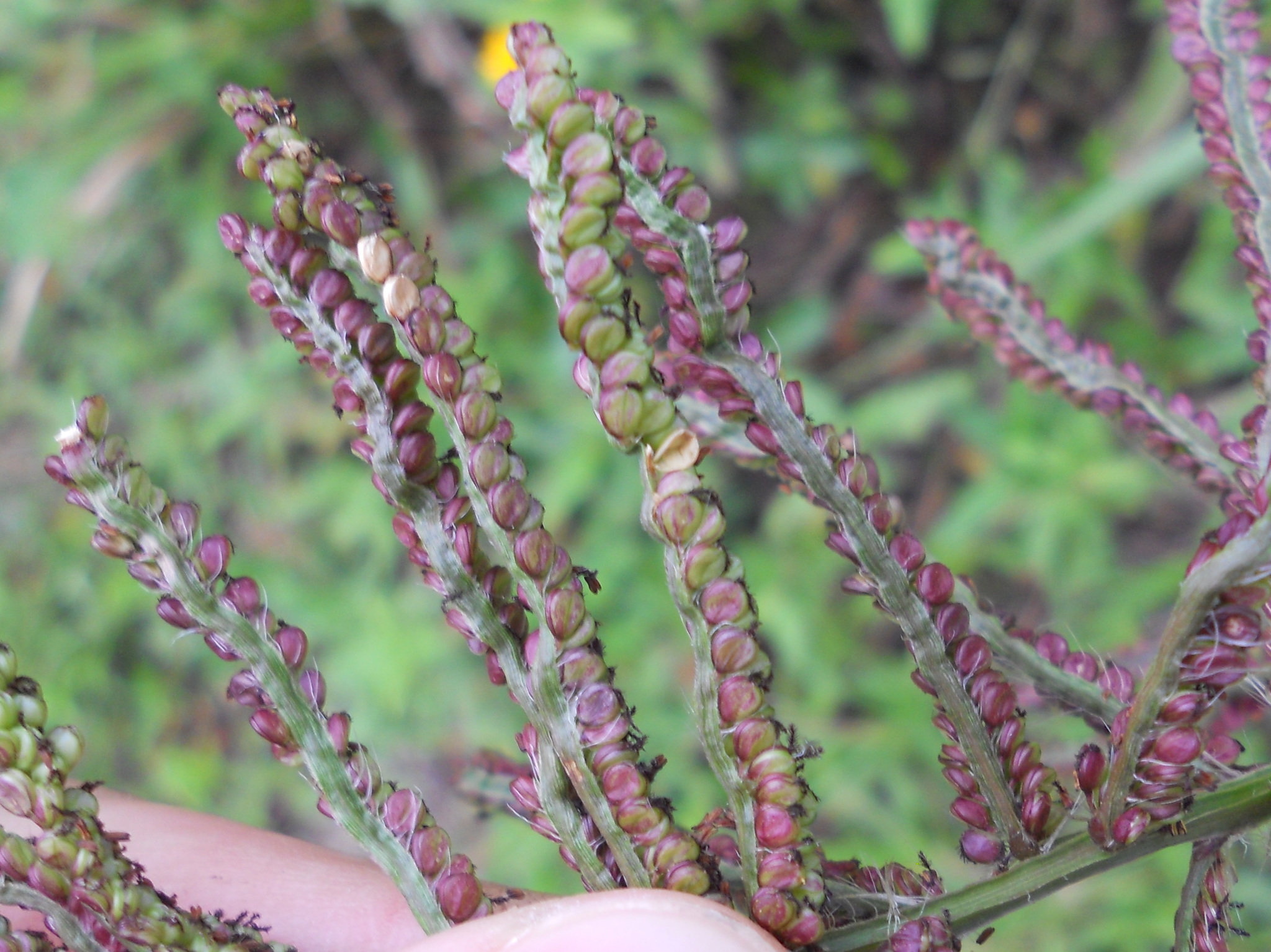 Paspalum millegranum