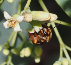 Mellitidia tomentifera