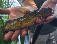 Ameiurus serracanthus