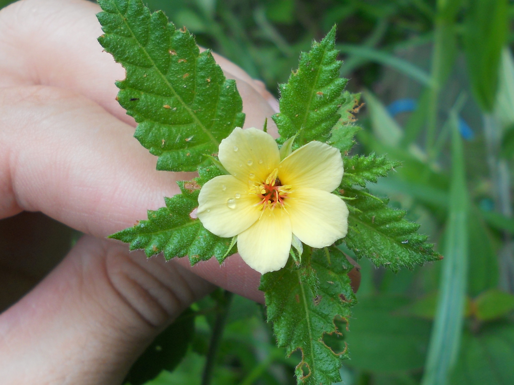 Turnera chamaedrifolia