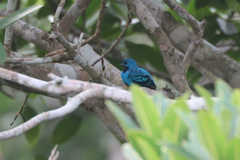 Cotinga nattererii