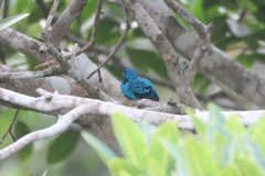 Cotinga nattererii