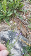 Verbena canescens