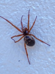 Steatoda nobilis