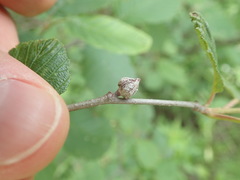 Dasineura serrulatae