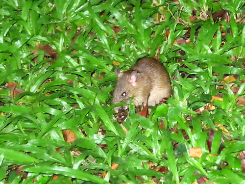 Malaysian Field Rat Rattus Tiomanicus · Inaturalist