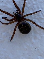 Steatoda nobilis