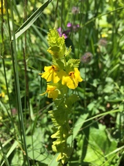 Rhynchocorys stricta