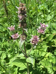 Stachys germanica