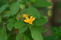 Barleria prionitis