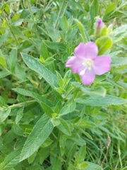 Epilobium hirsutum