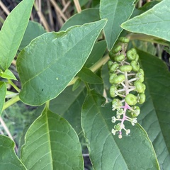 Phytolacca americana