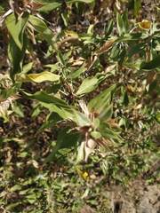 Barleria prionitis diacantha