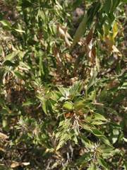 Barleria prionitis diacantha