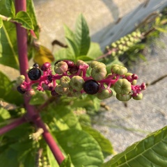Phytolacca americana