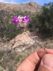 Dalea pulchra