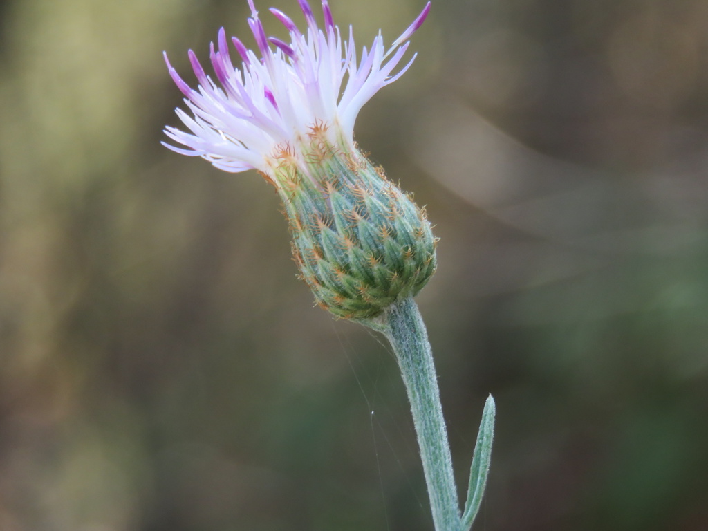 Centaurea exarata