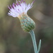 Centaurea exarata - Photo (c) Sergio Chozas, some rights reserved (CC BY-NC), uploaded by Sergio Chozas