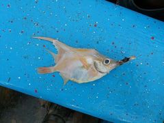 Orange Bellowfish photo 1
