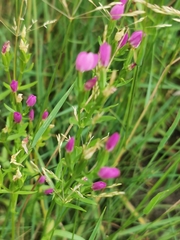Centaurium littorale