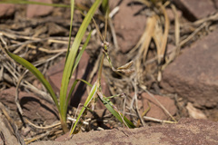 Empusa