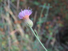 Centaurea exarata