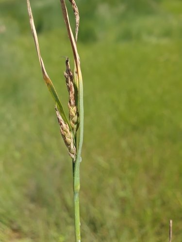 Image of Carex salina by (c) Étienne Léveillé-Bourret, some rights reserved (CC BY)