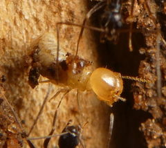 Termitoidae