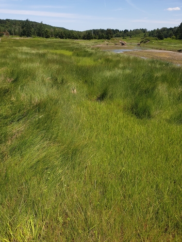 Image of Carex salina by (c) Étienne Léveillé-Bourret, some rights reserved (CC BY)