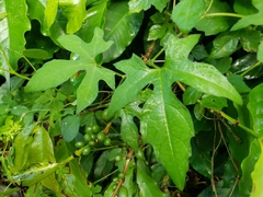 Cayaponia americana