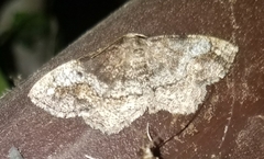 Metarranthis refractaria