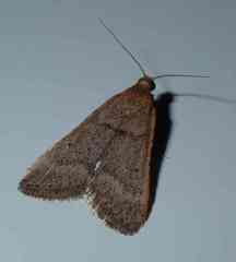 Bostra obsoletalis
