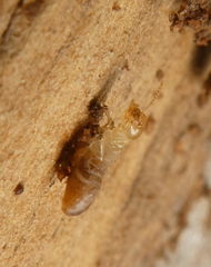 Termitoidae