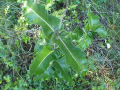 Asclepias amplexicaulis