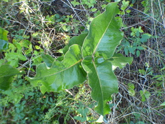 Asclepias amplexicaulis