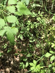Thaspium barbinode