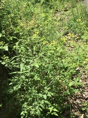Thaspium barbinode