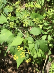 Thaspium barbinode