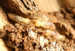 Termitoidae