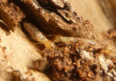 Termitoidae