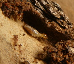 Termitoidae