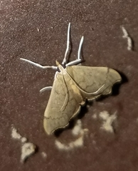 Sericoplaga externalis