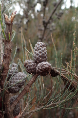 Allocasuarina monilifera