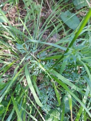 Selinum carvifolia