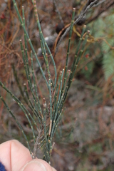 Allocasuarina monilifera