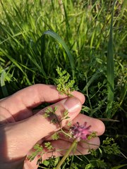 Fumaria densiflora