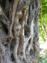 Termitoidae