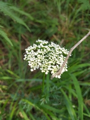 Selinum carvifolia