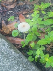 Richardia grandiflora