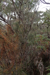 Allocasuarina monilifera